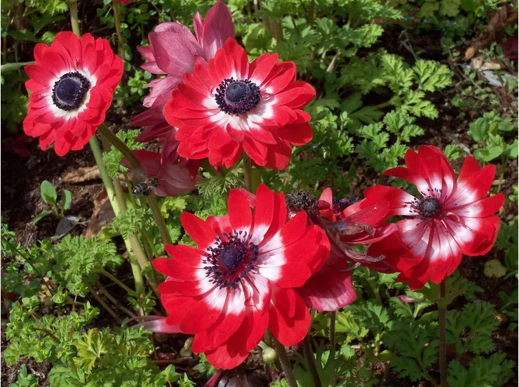 Esemplari di anemone coronaria