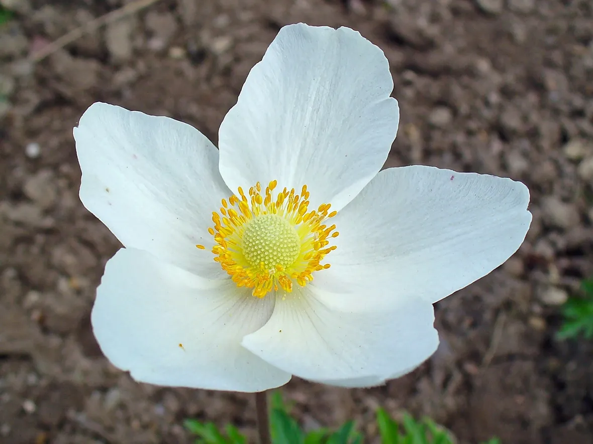 Un esempio di anemone di colore bianco