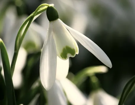 Un fiore di bucaneve
