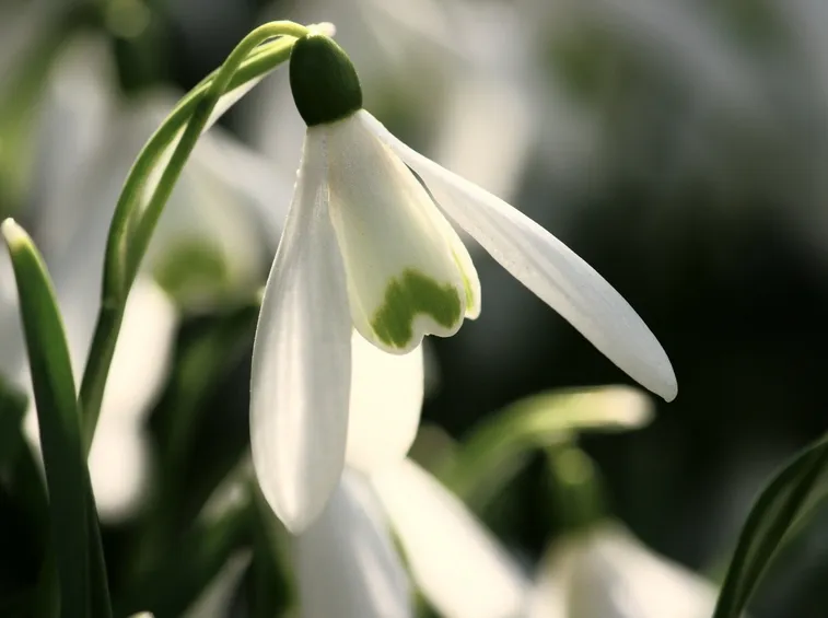 Un fiore di bucaneve