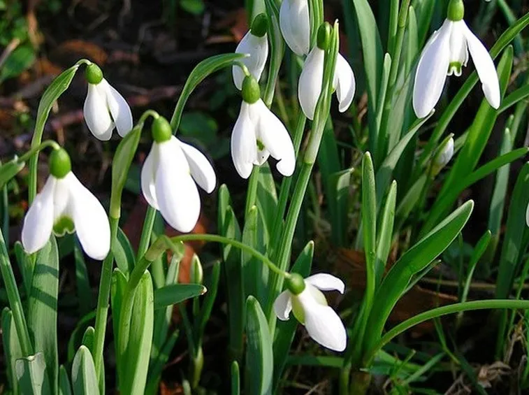 Fiori di bucaneve