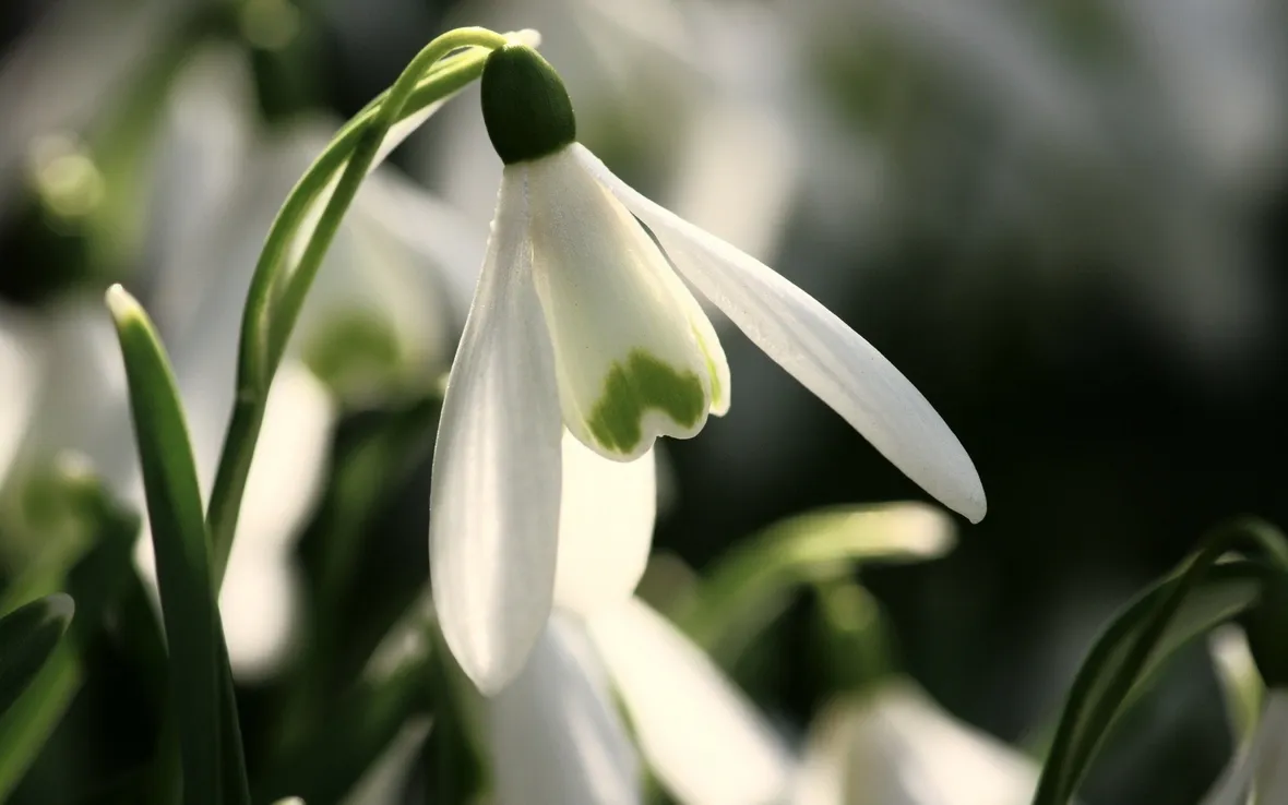 Un fiore di bucaneve