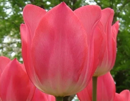 bulbi tulipani rossi