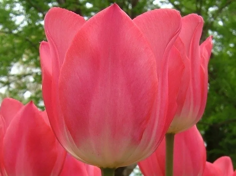 bulbi tulipani rossi