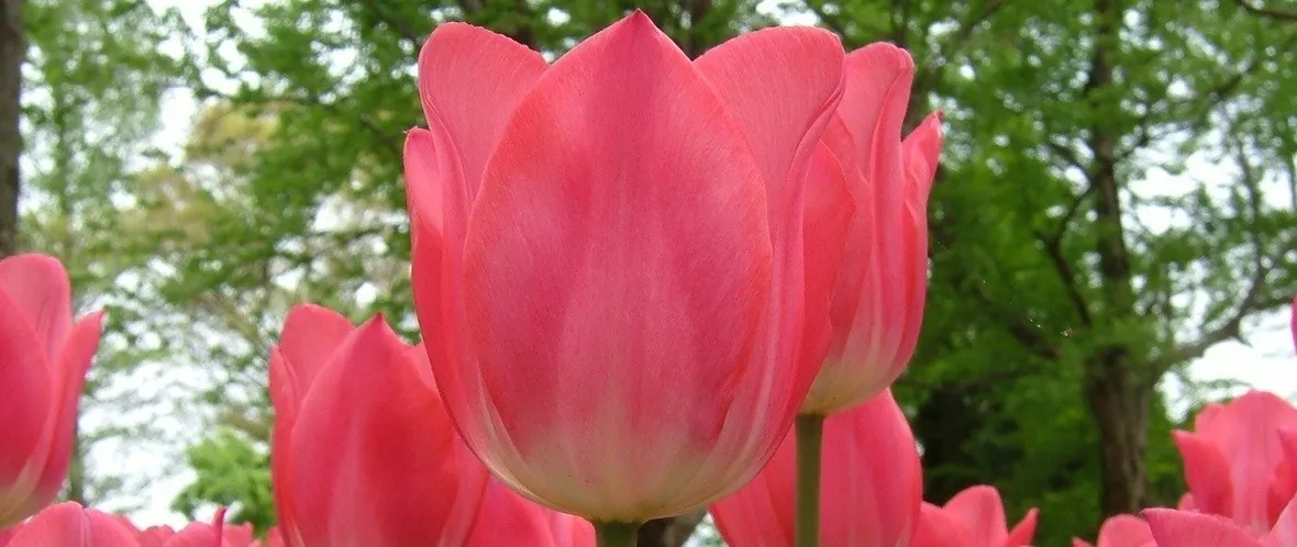 bulbi tulipani rossi