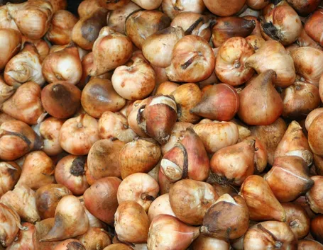 Gruppo di bulbi