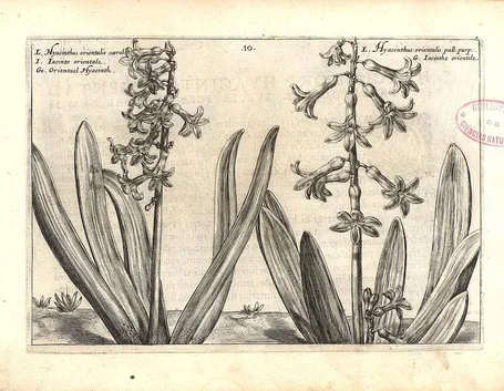 Illustrazione botanica di due diverse varietà di Hyacinthus orientalis
