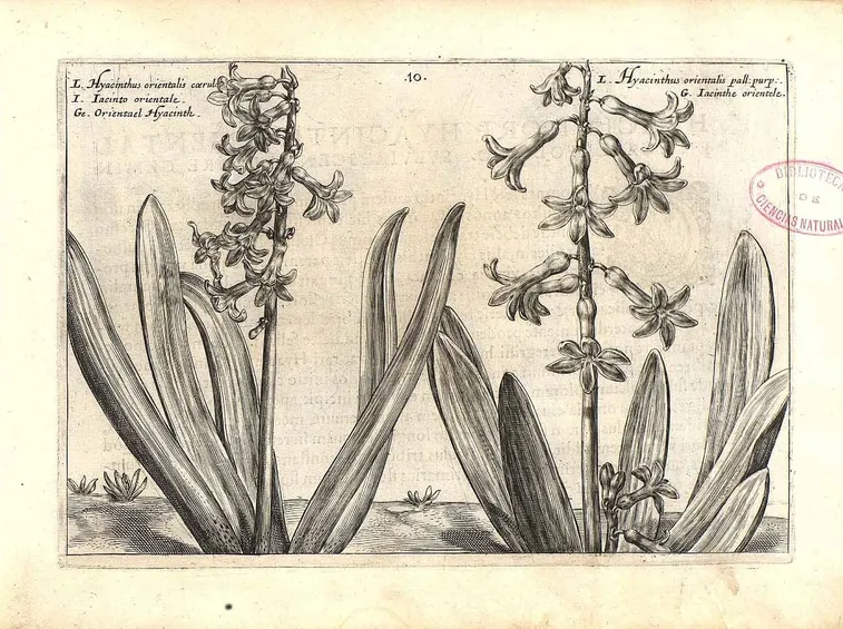 Illustrazione botanica di due diverse varietà di Hyacinthus orientalis