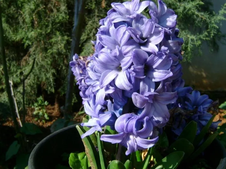 Bulbi di giacinto in piena fioritura