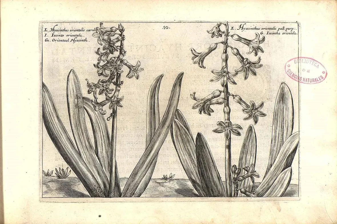 Illustrazione botanica di due diverse varietà di Hyacinthus orientalis