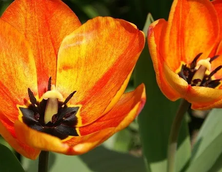 Fiori di Tulipano