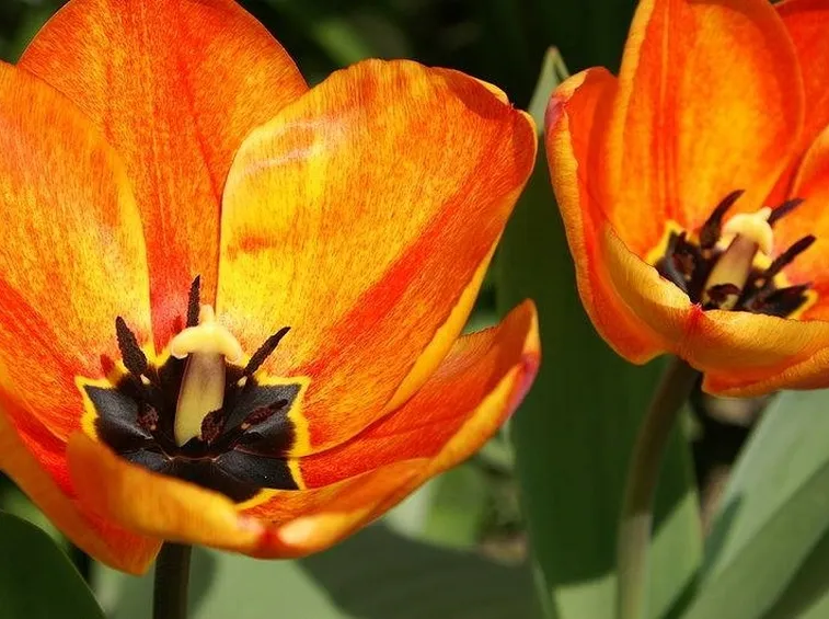 Fiori di Tulipano