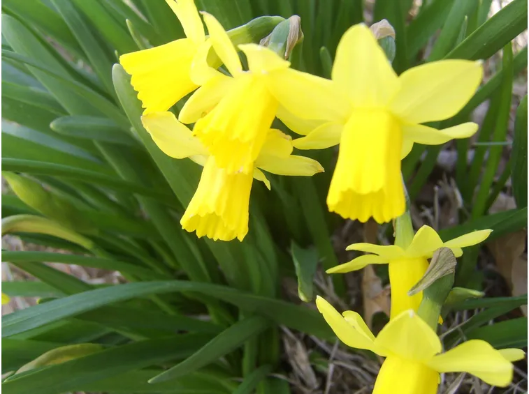 Fiori di Narciso