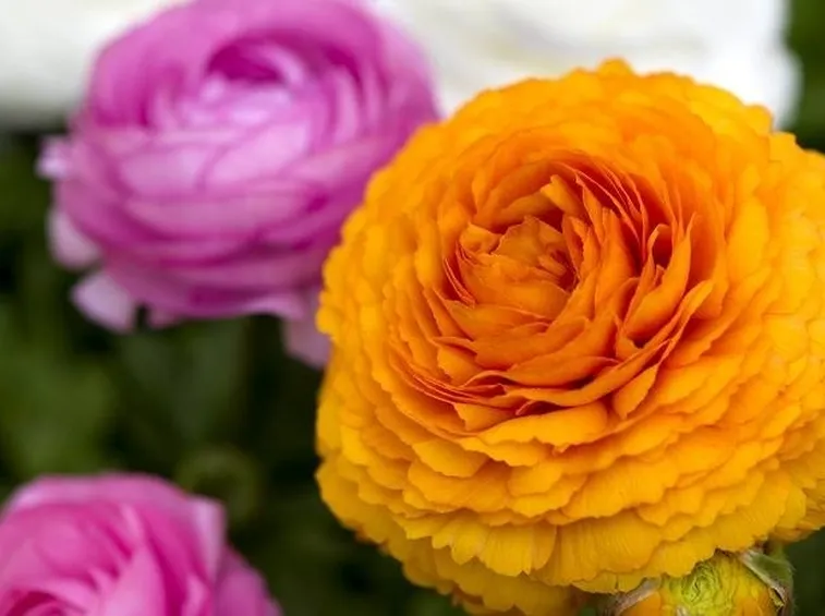 Fiori di Ranuncolo
