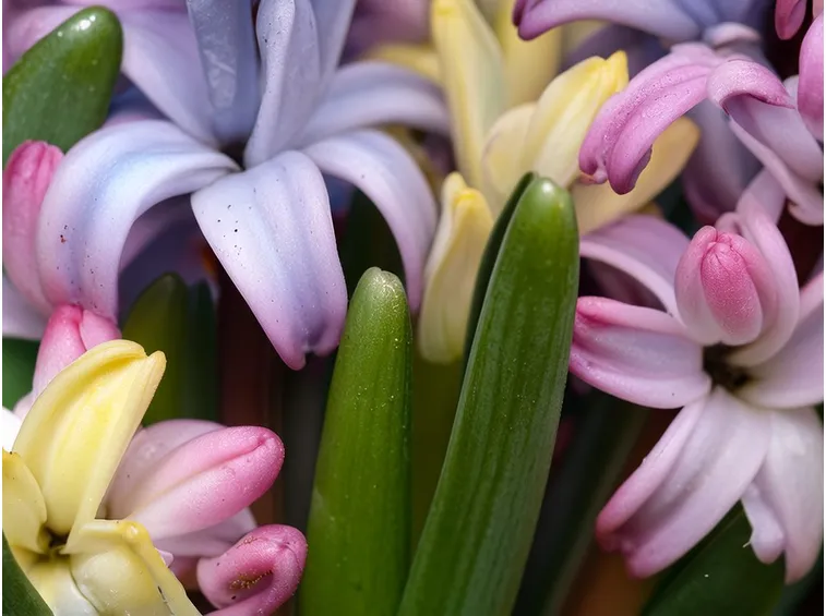 Fiori di Giacinto