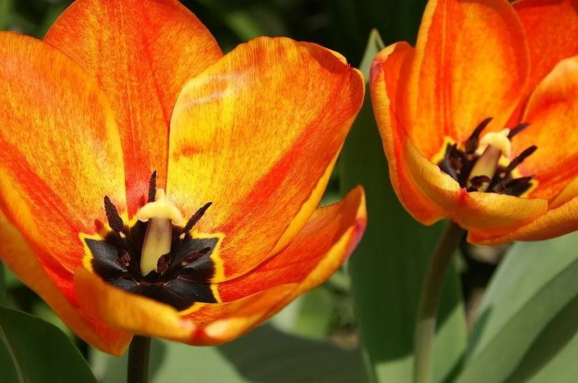 Fiori di Tulipano
