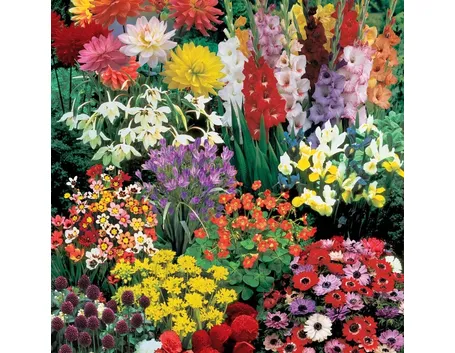 Fiori di bulbi estivi
