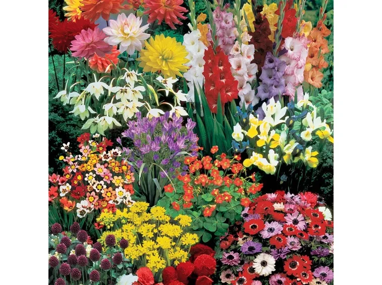 Fiori di bulbi estivi