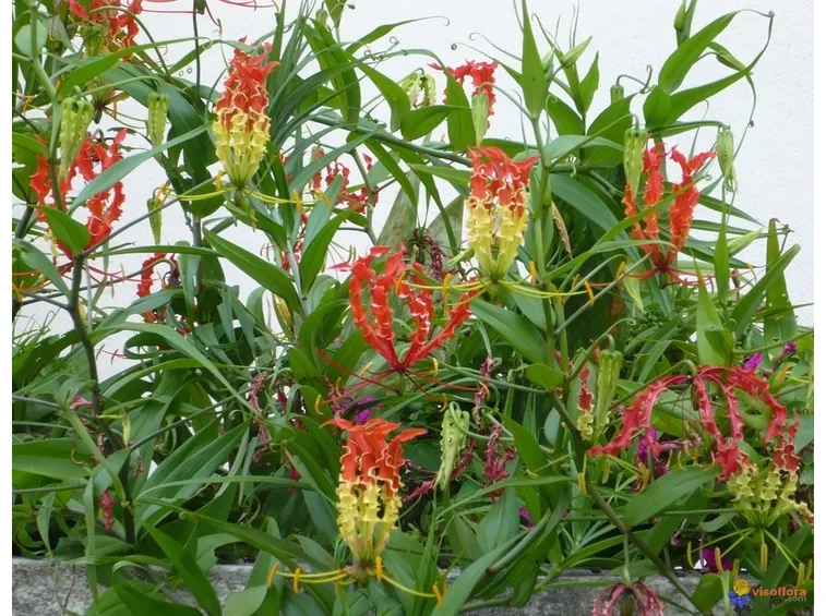 Gloriosa rothschildiana