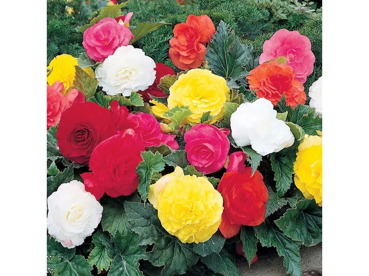 Begonia doppia