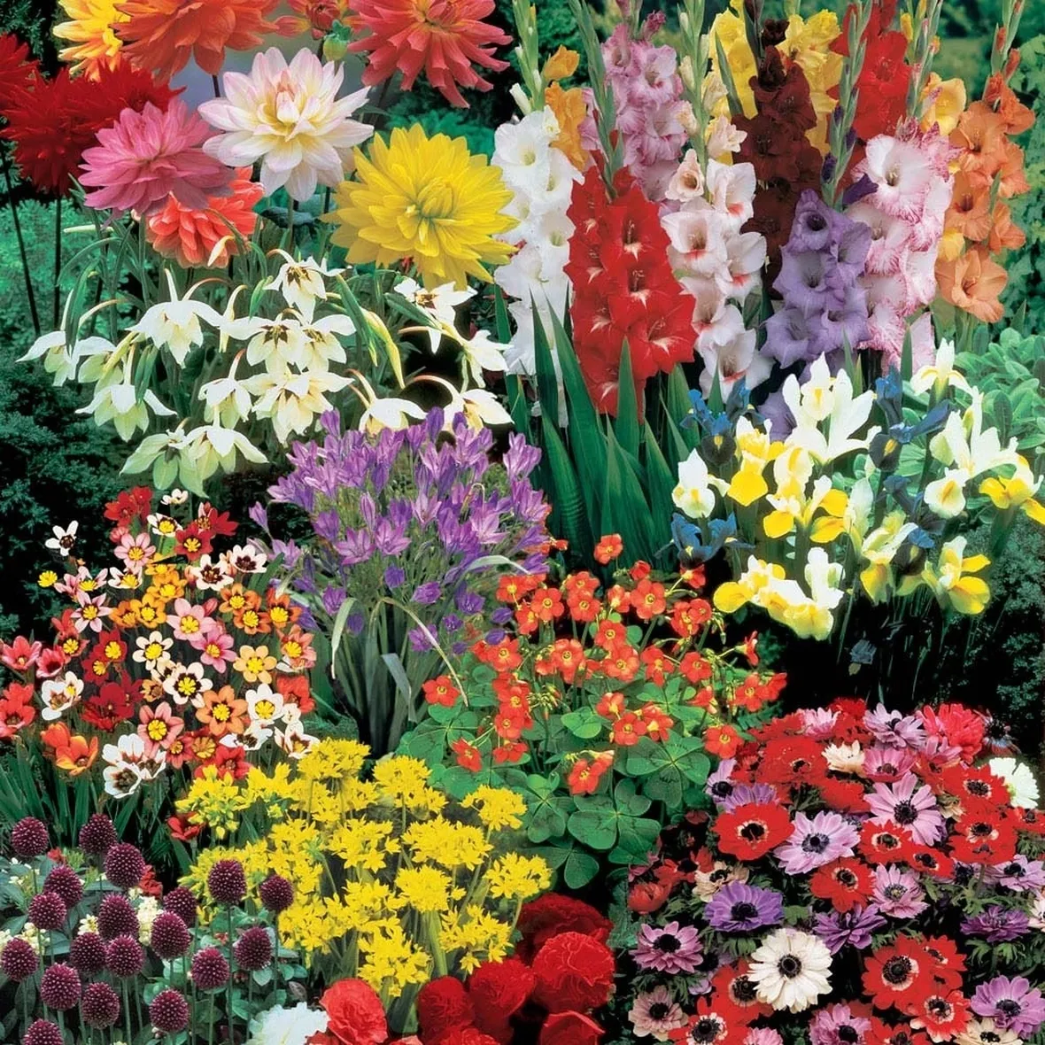 Fiori di bulbi estivi