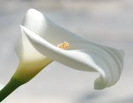 Fiore di Calla