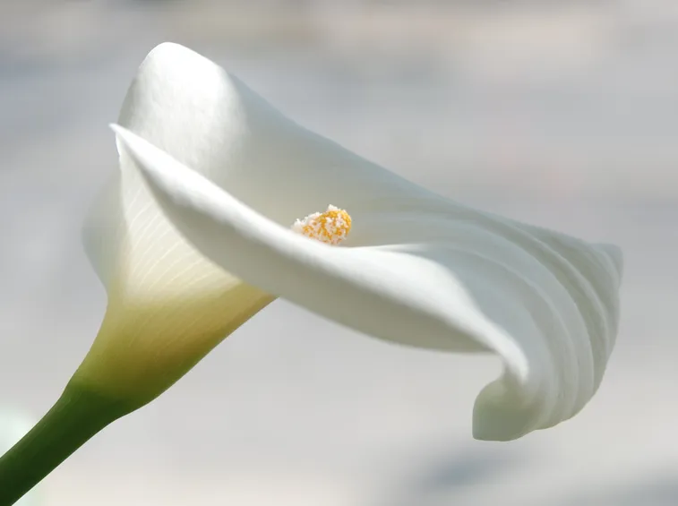 Fiore di Calla