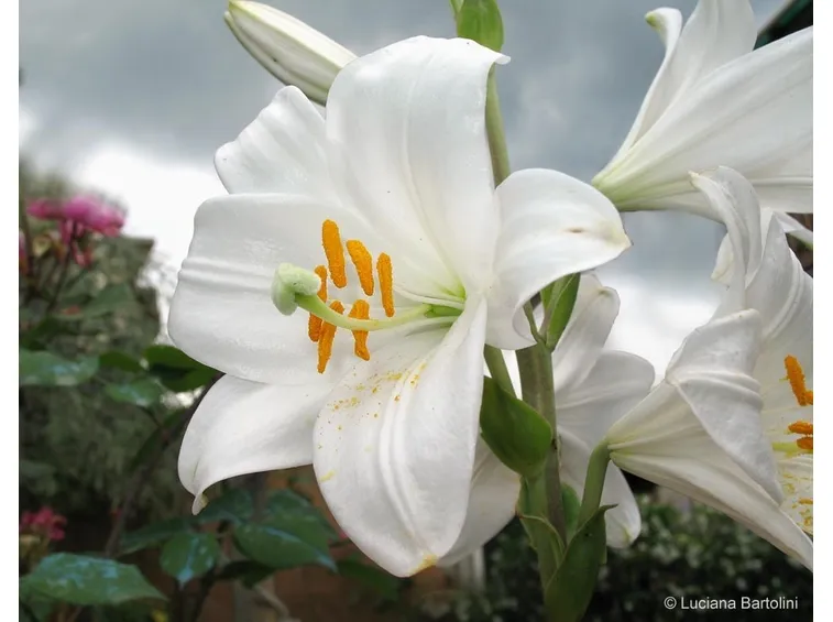 Fiore del Giglio