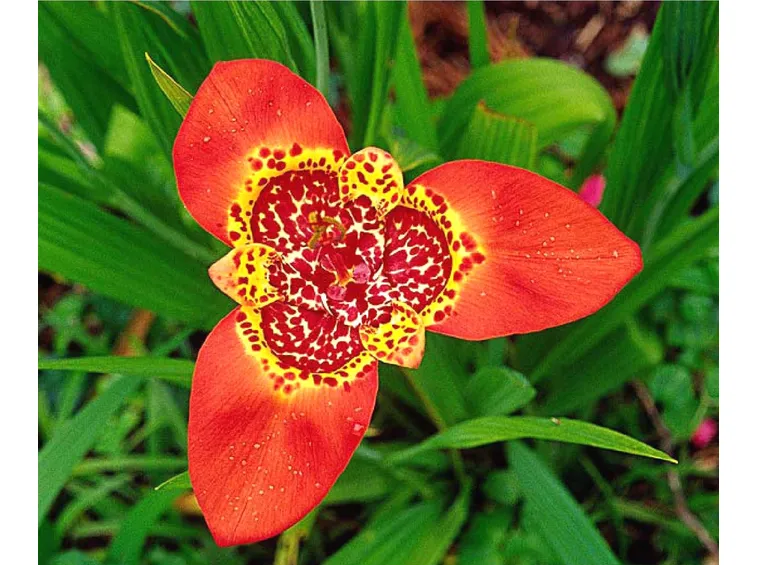 Fiore di Tigridia Pavonia