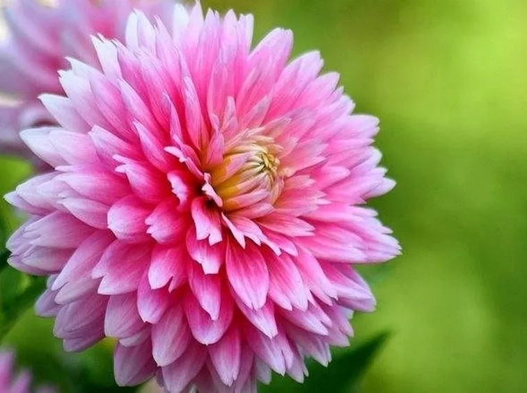 Fiore di Dalia