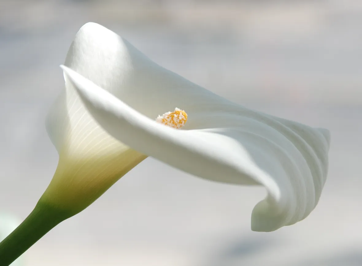 Fiore di Calla