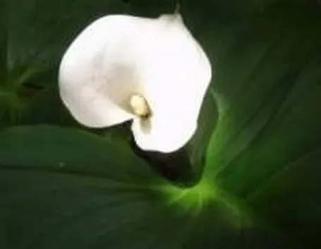 calla1