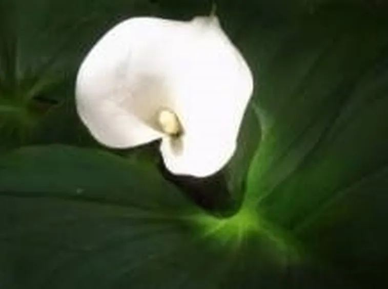 calla1