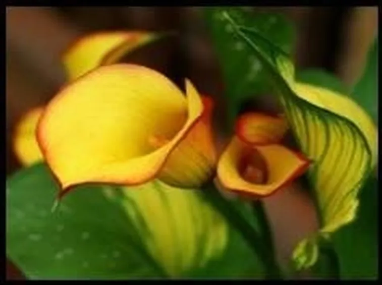 calla3