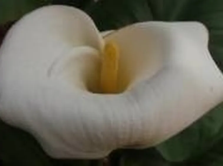 calla2