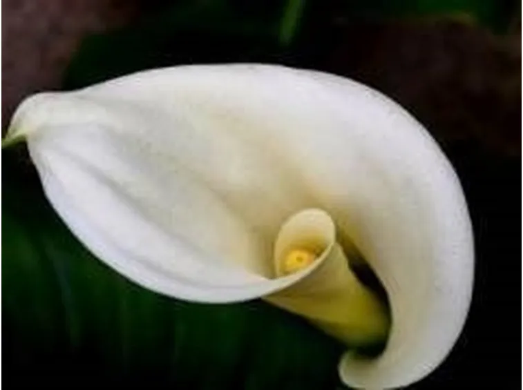 calla4