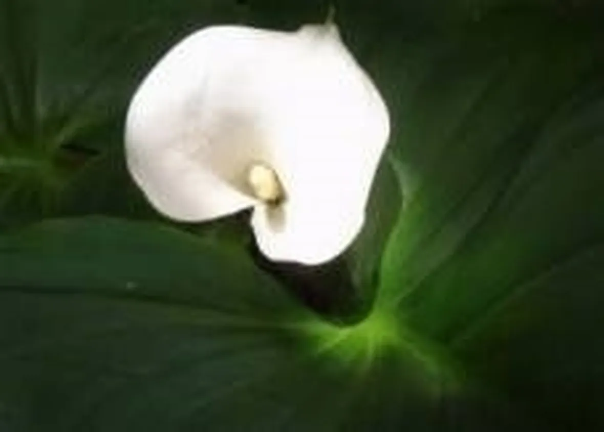 calla1