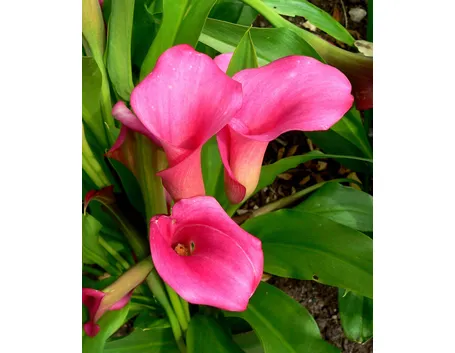 Fiore di calla