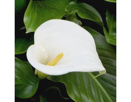 calla bianca