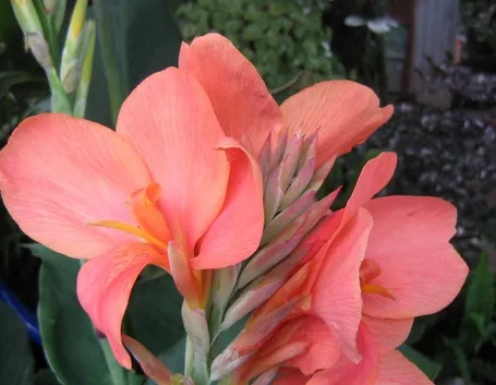 canna del nicaragua