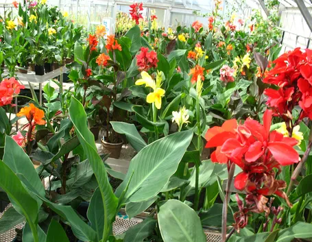 Coltivazione di canna indica