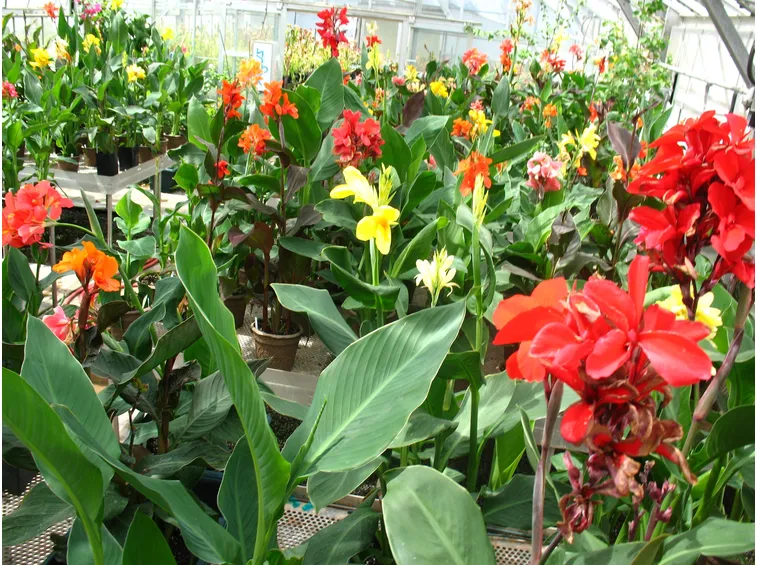 Coltivazione di canna indica
