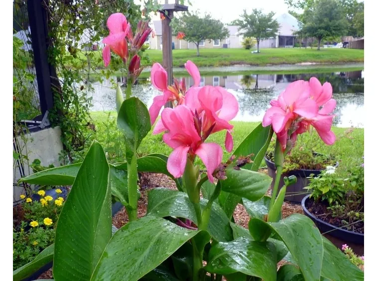 Varietà di canna indica fiorita