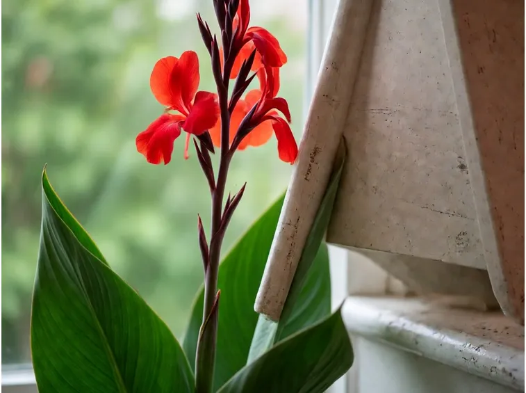 Canna indica fiorita