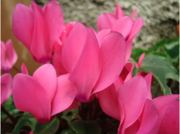 vaso ciclamini balcone