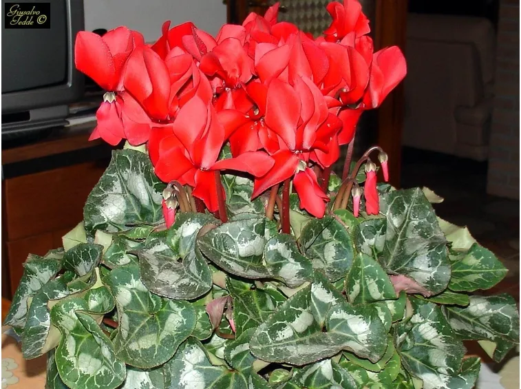 ciclamini rossi in casa