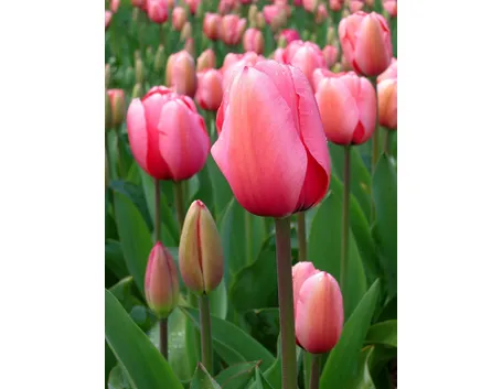 Tulipano rosa