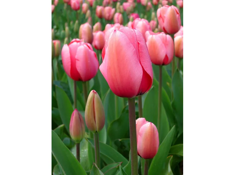 Tulipano rosa