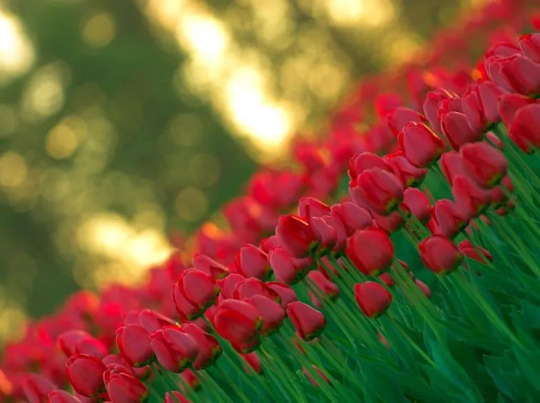 Campo di tulipani