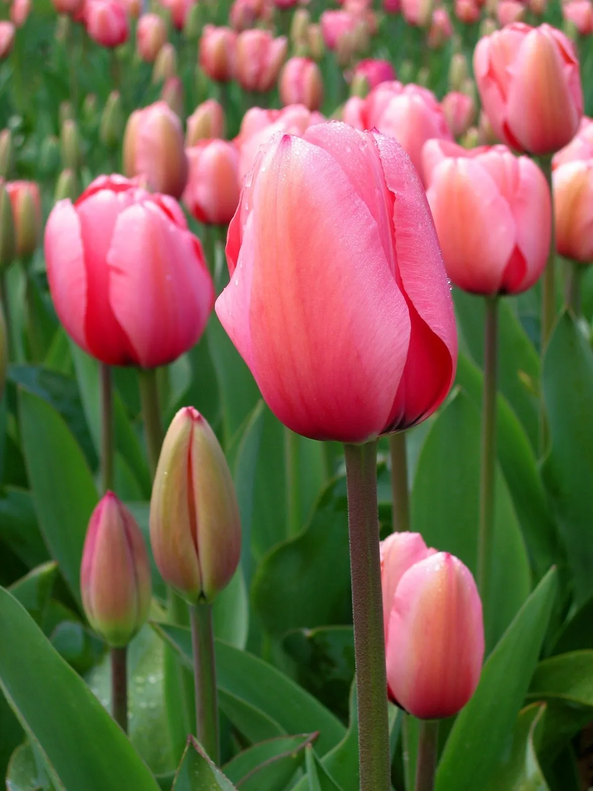 Tulipano rosa